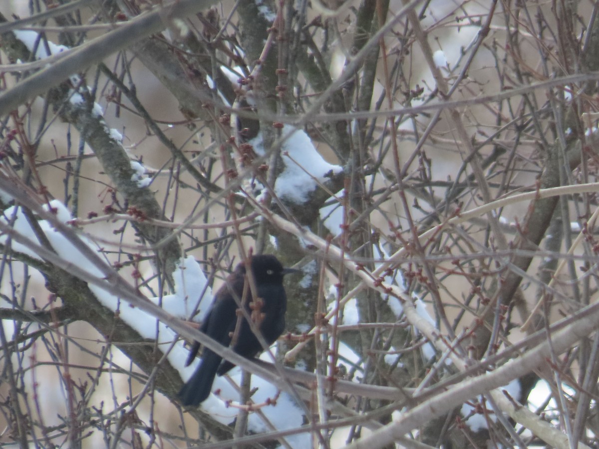 Rusty Blackbird - ML630864825