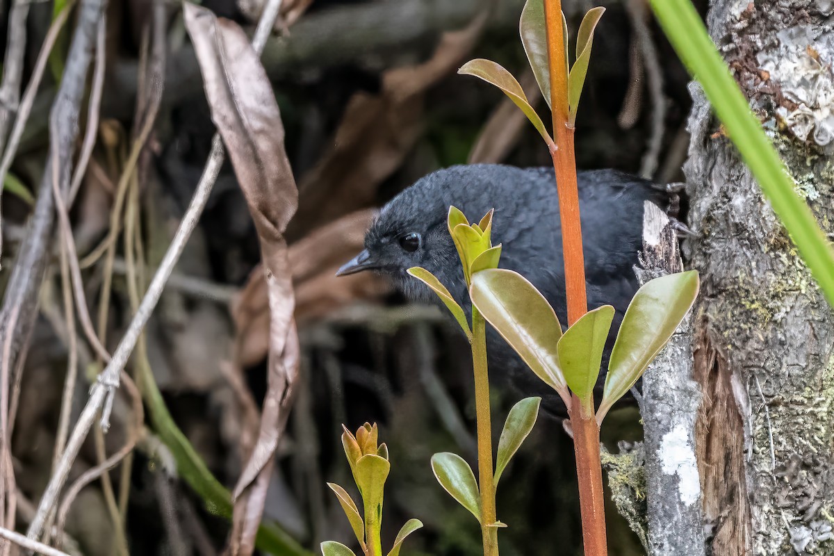 Paramo Tapaculo - ML630864882