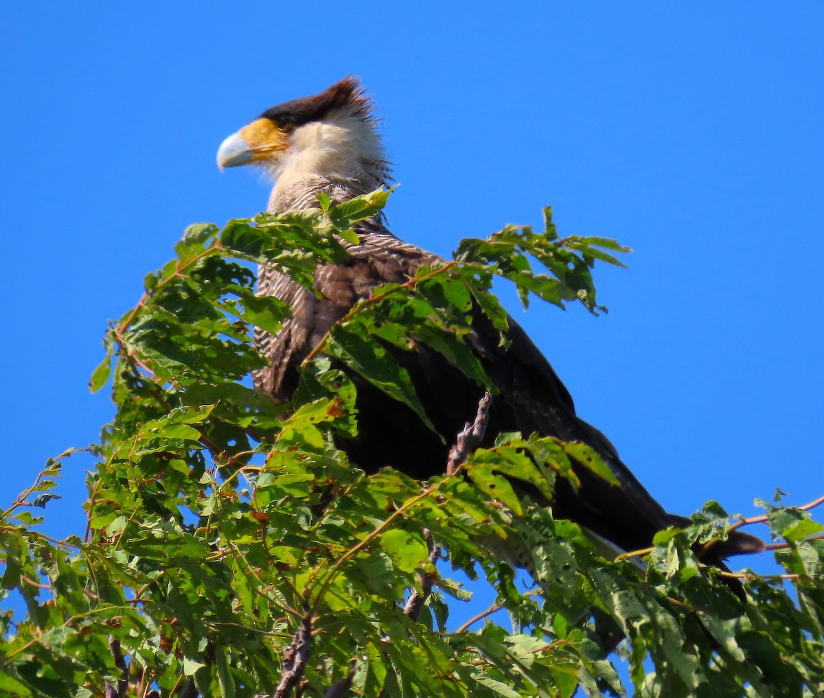 Crested Caracara (Southern) - ML630864912