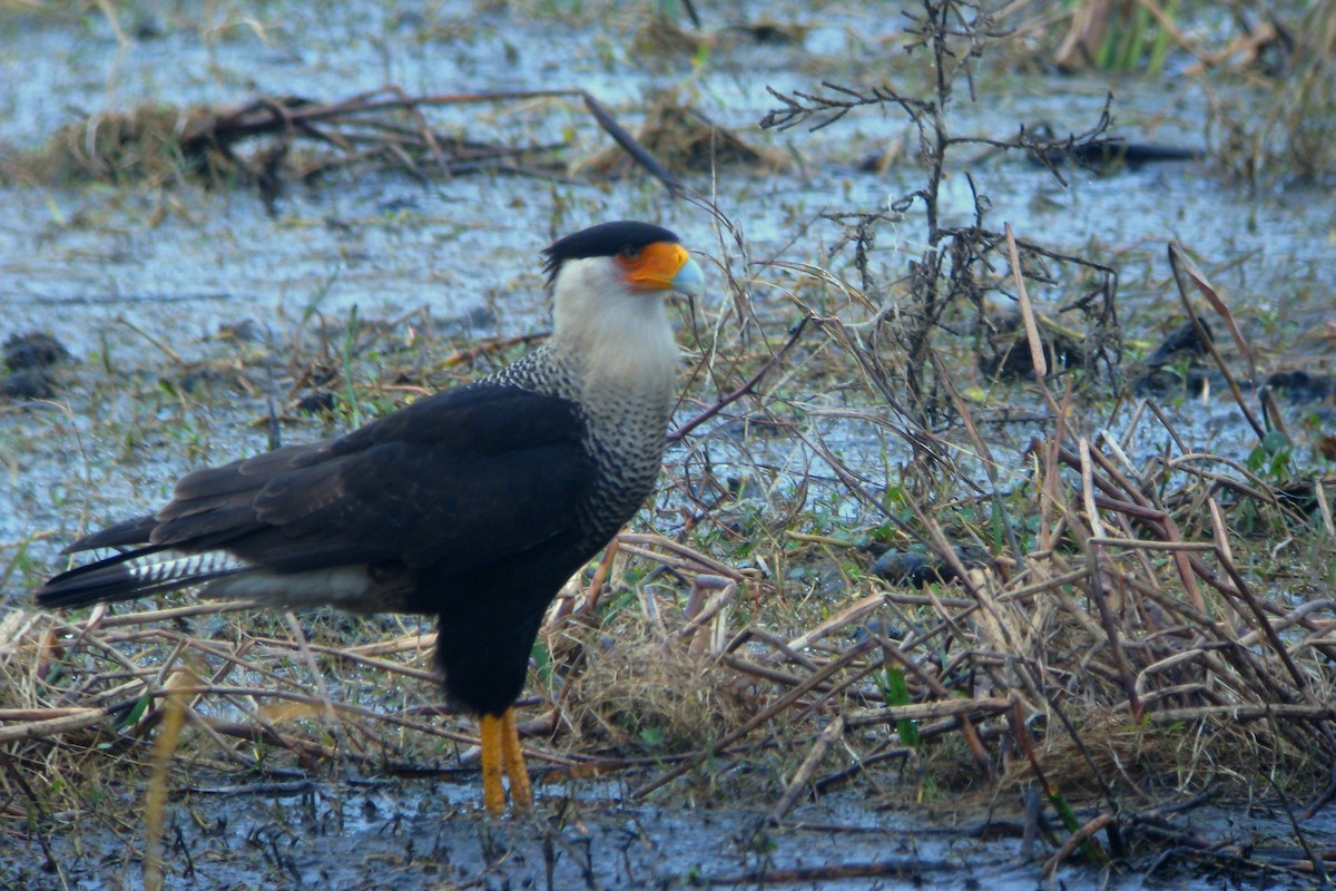 Crested Caracara (Northern) - ML630865261