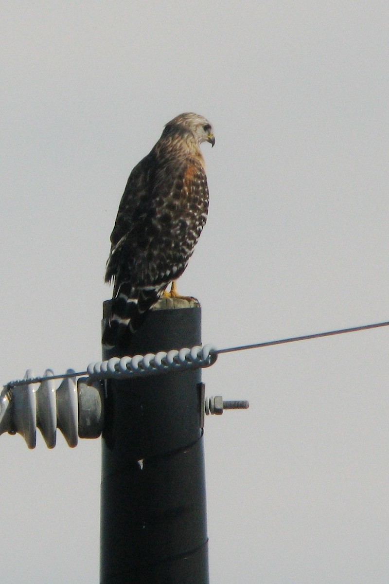 Red-shouldered Hawk - ML630865266