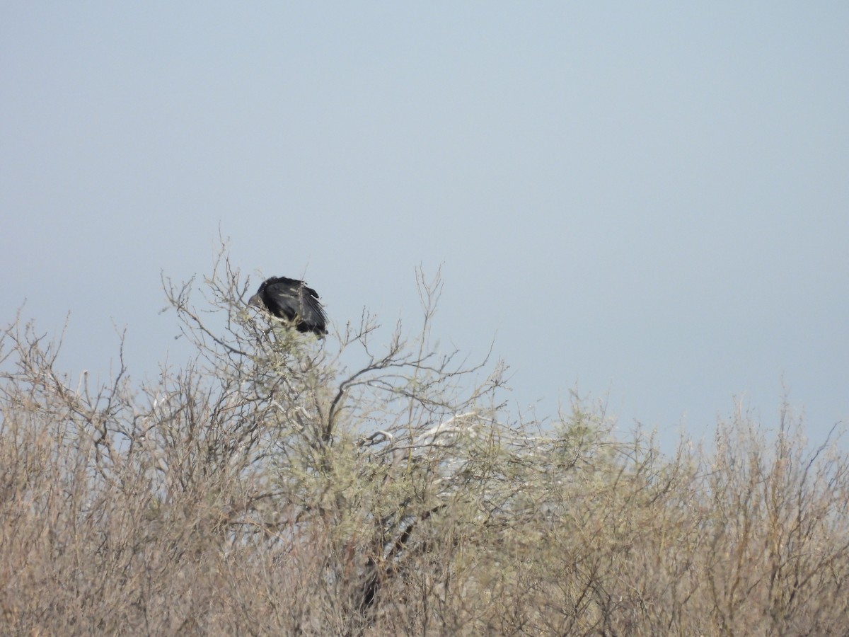 Zopilote beltza - ML630865508