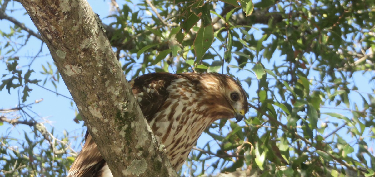 Red-shouldered Hawk - ML630865596