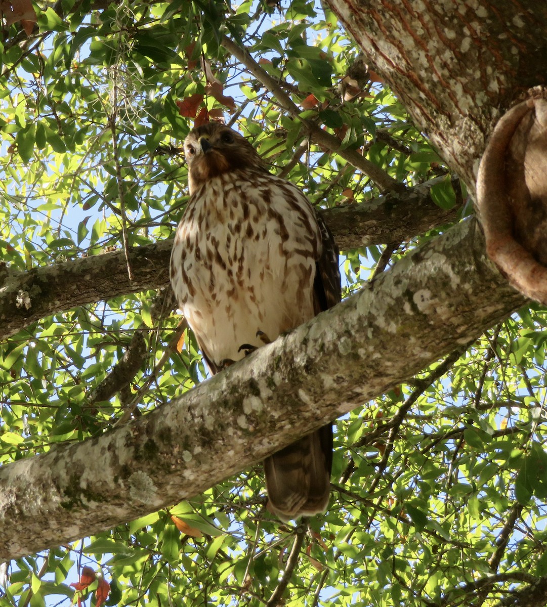 Red-shouldered Hawk - ML630865598