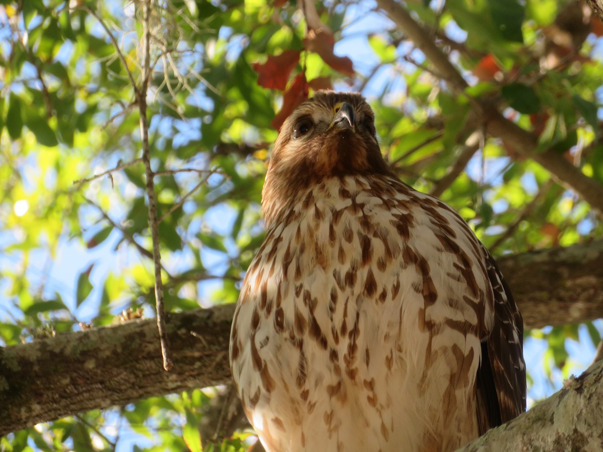 Red-shouldered Hawk - ML630865599