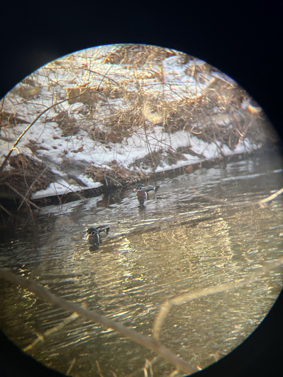 Wood Duck - ML630865930