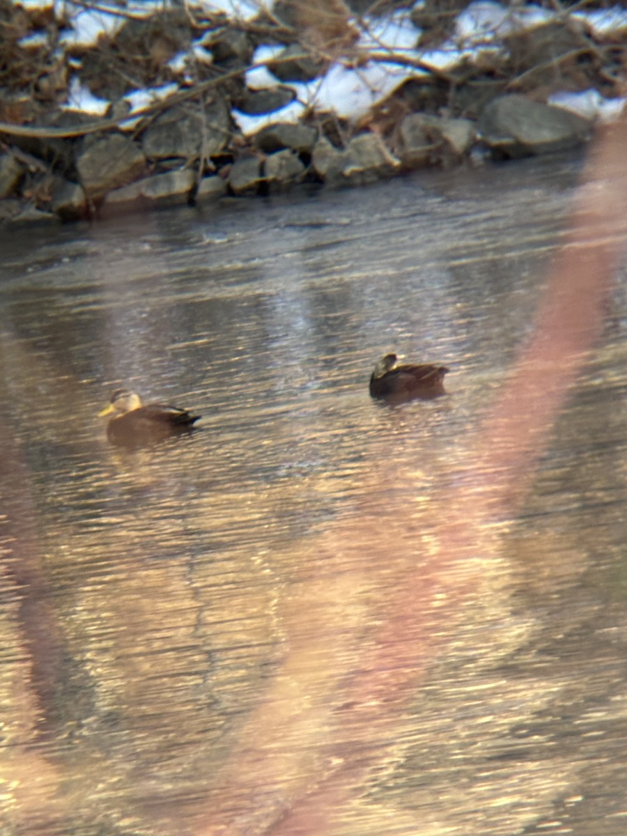 American Black Duck - ML630865959