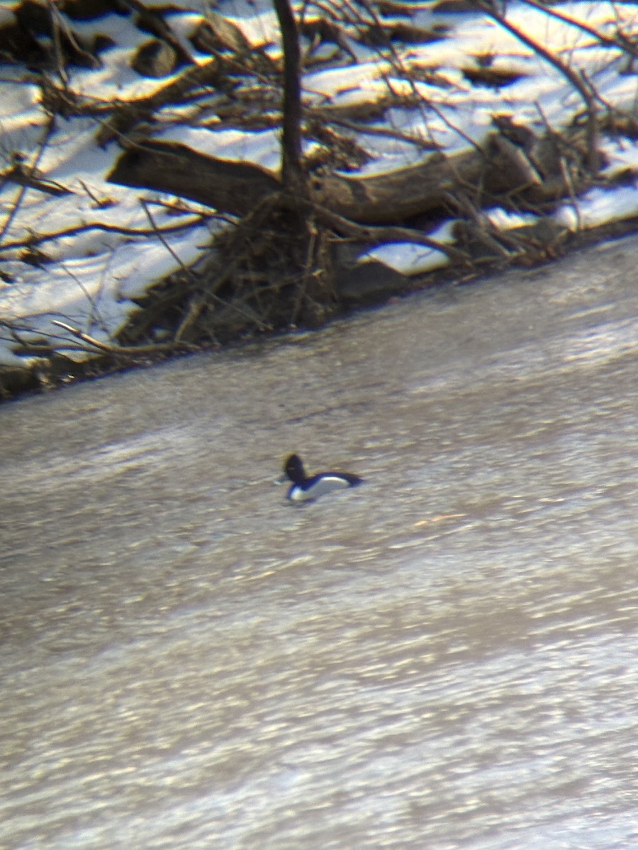 Ring-necked Duck - ML630865987