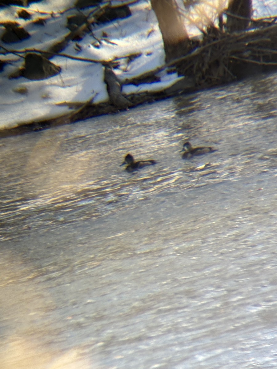 Ring-necked Duck - ML630865988