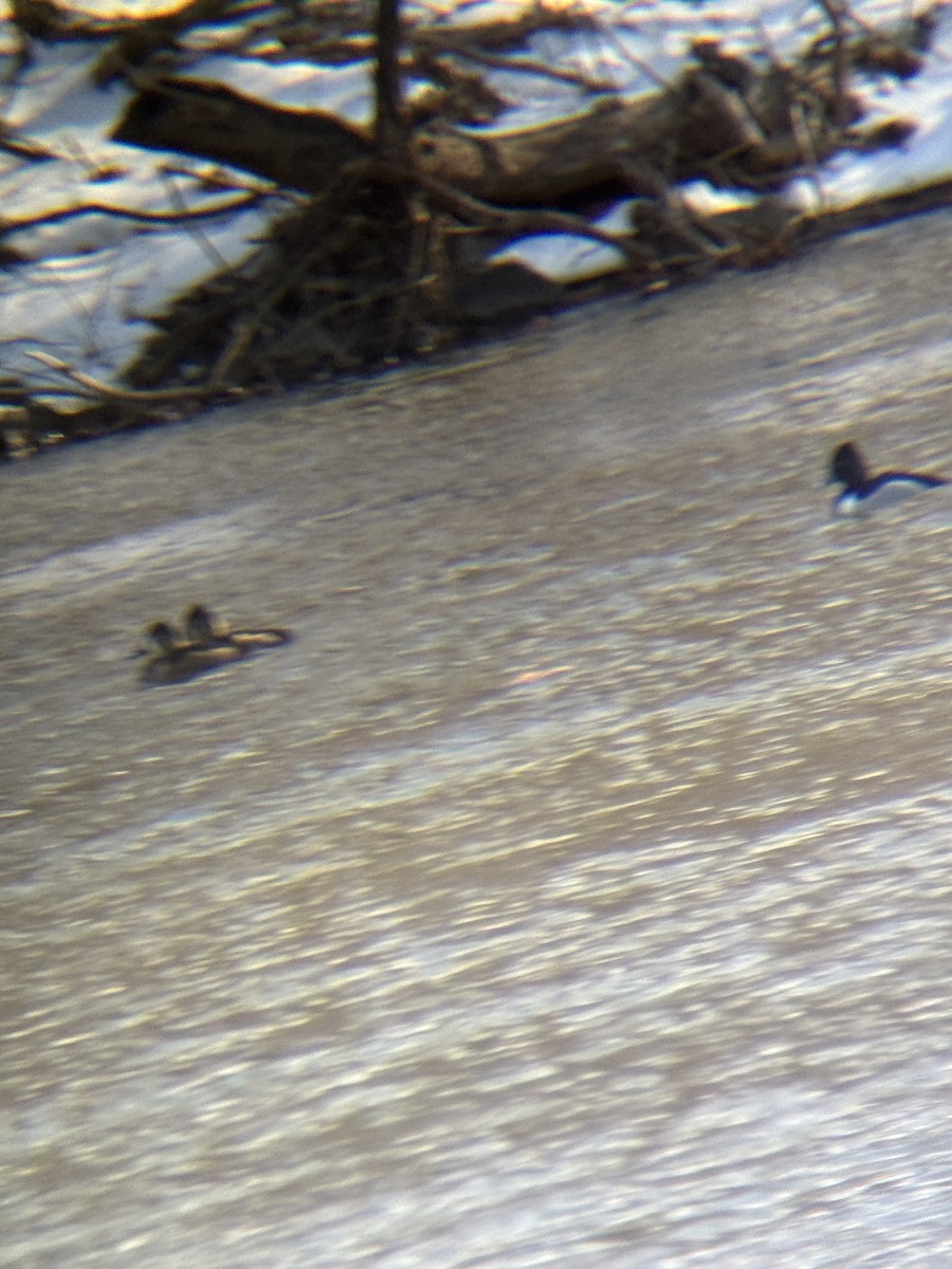 Ring-necked Duck - ML630865989