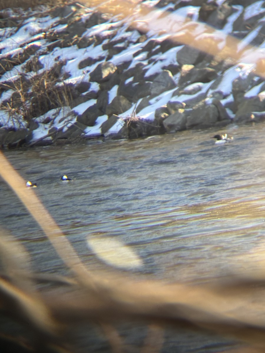 Bufflehead - ML630866001