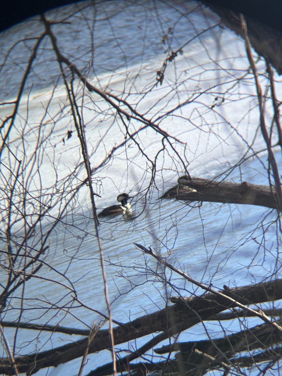 Hooded Merganser - ML630866080