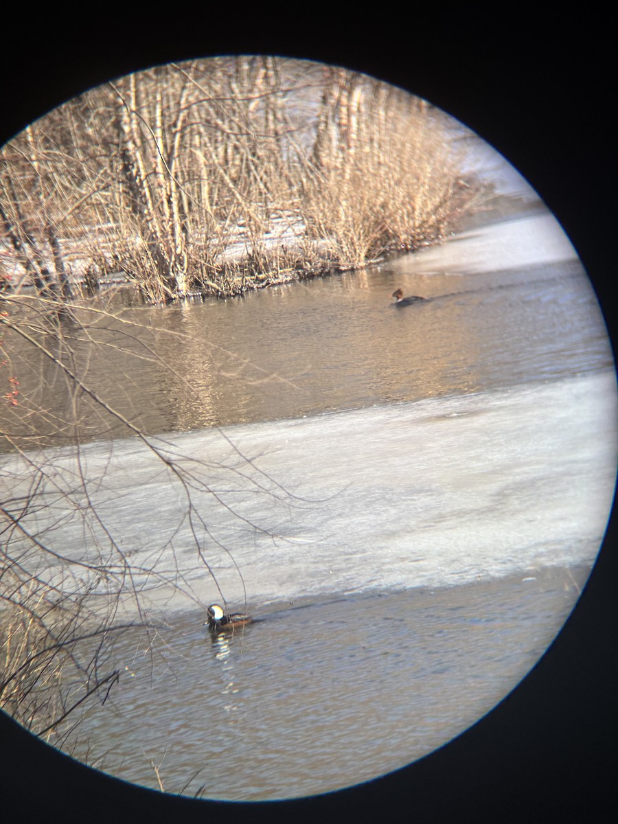 Hooded Merganser - ML630866081