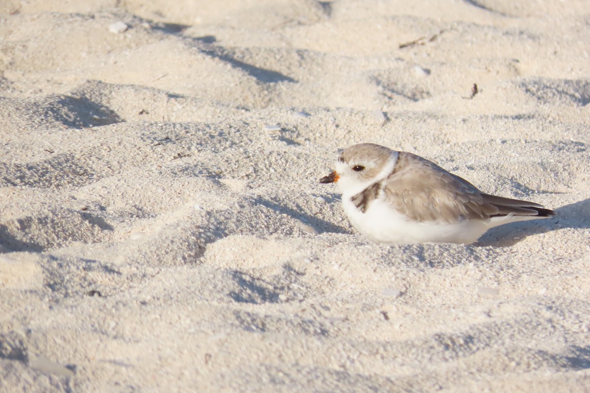 Piping Plover - ML630866088