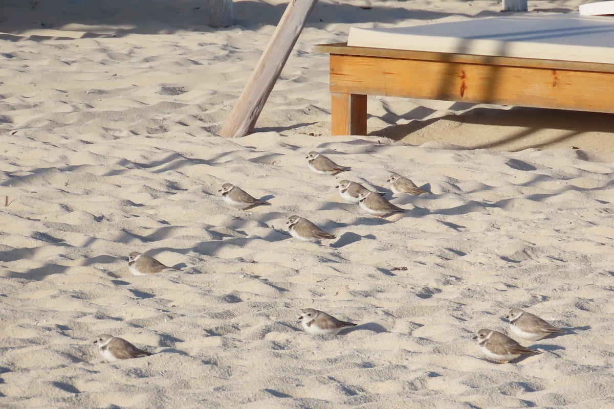 Piping Plover - ML630866089
