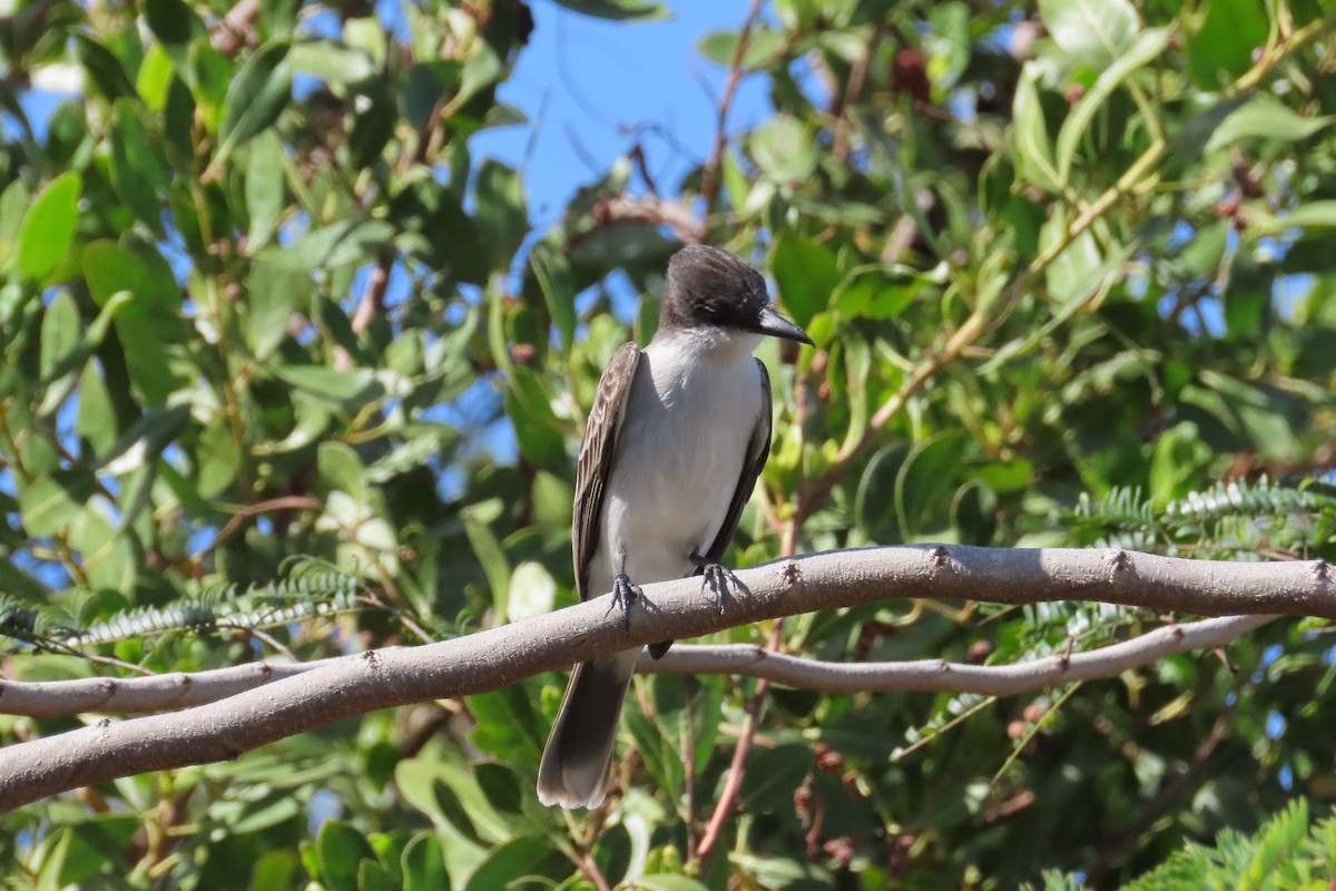 Loggerhead Kingbird - ML630866114