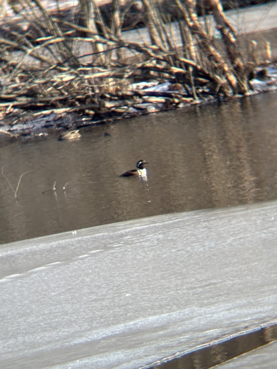 Hooded Merganser - ML630866212