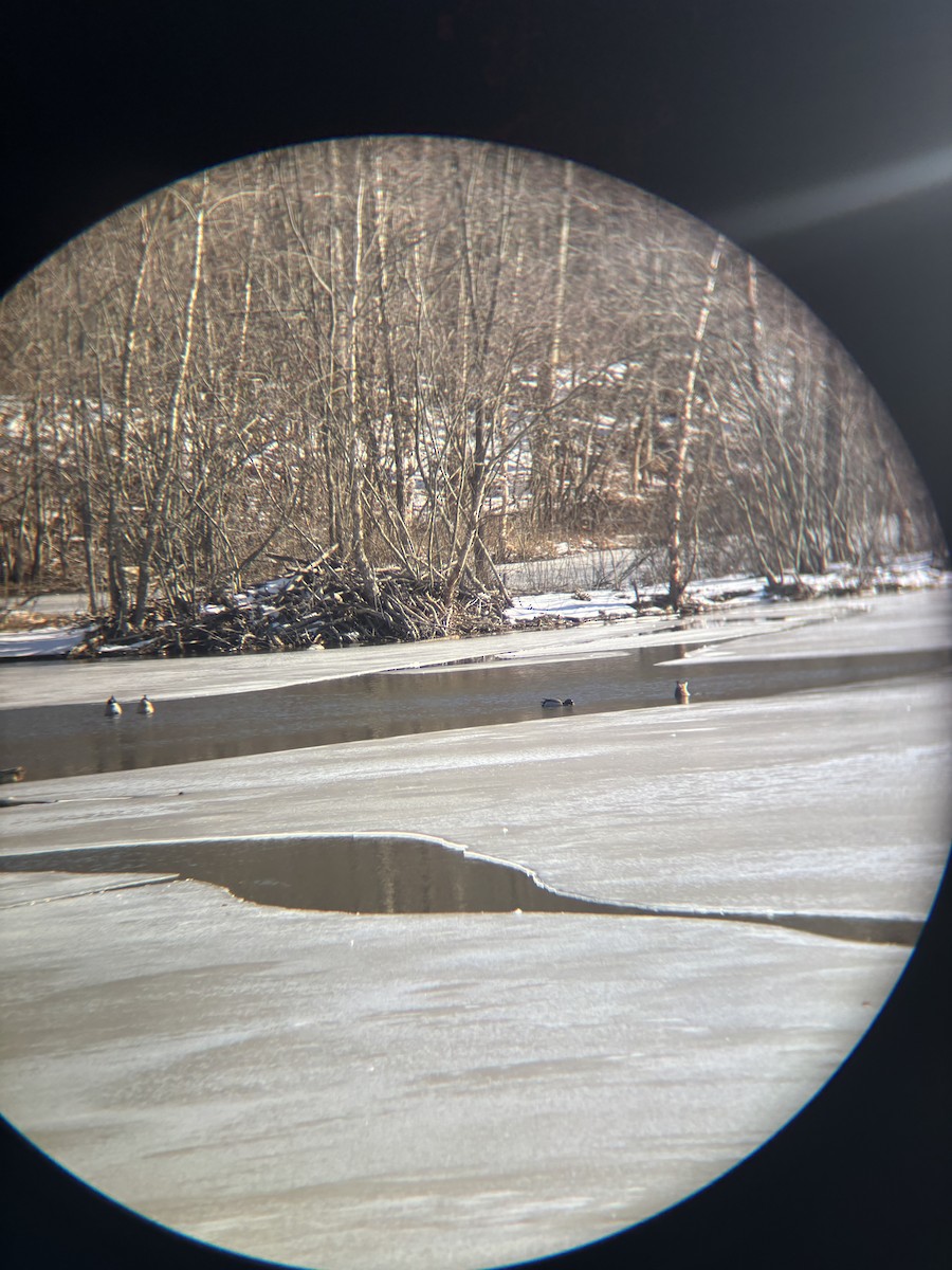 Зэрлэг нугас - ML630866232