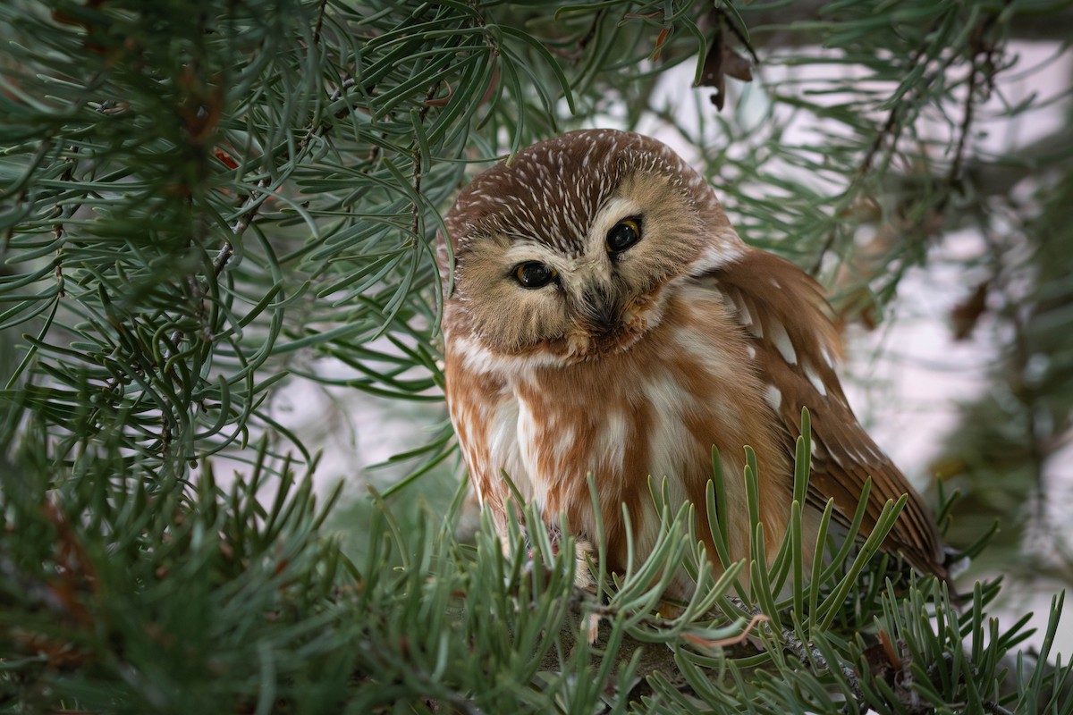 Northern Saw-whet Owl - ML630866411