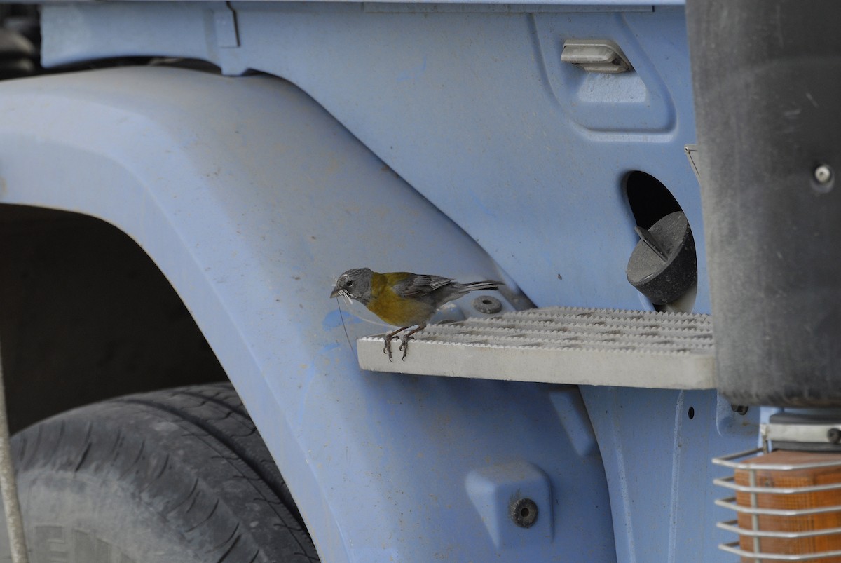 Gray-hooded Sierra Finch - ML630866434