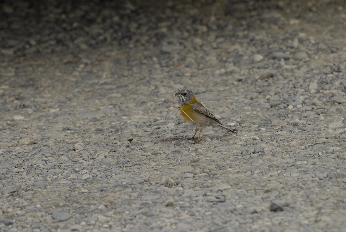 Gray-hooded Sierra Finch - ML630866435