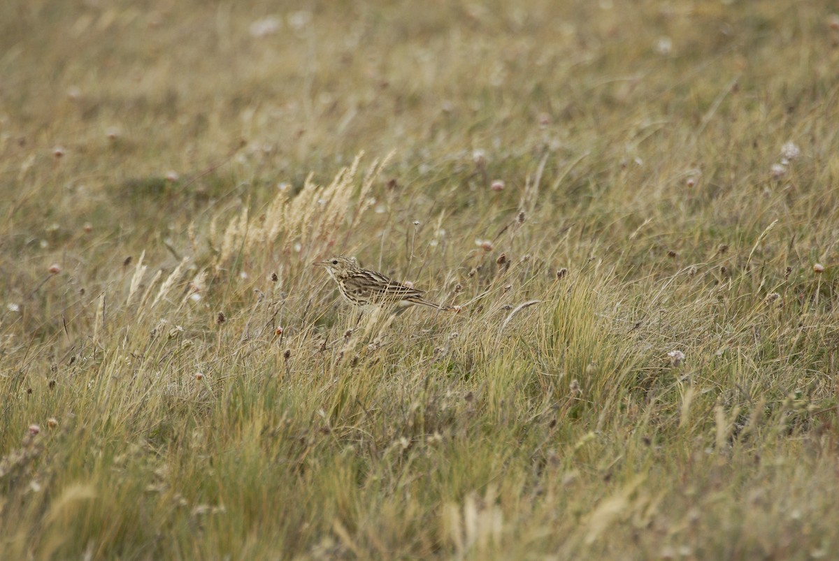 Correndera Pipit - ML630866505