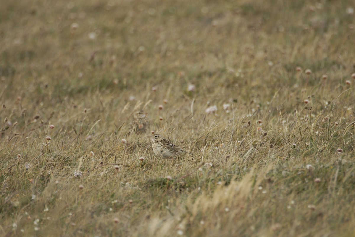 Correndera Pipit - ML630866506