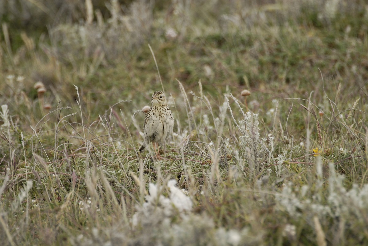 Correndera Pipit - ML630866507