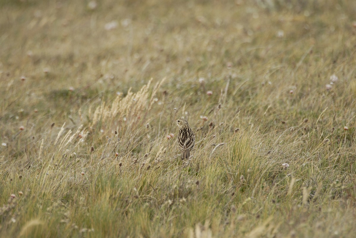 Correndera Pipit - ML630866508