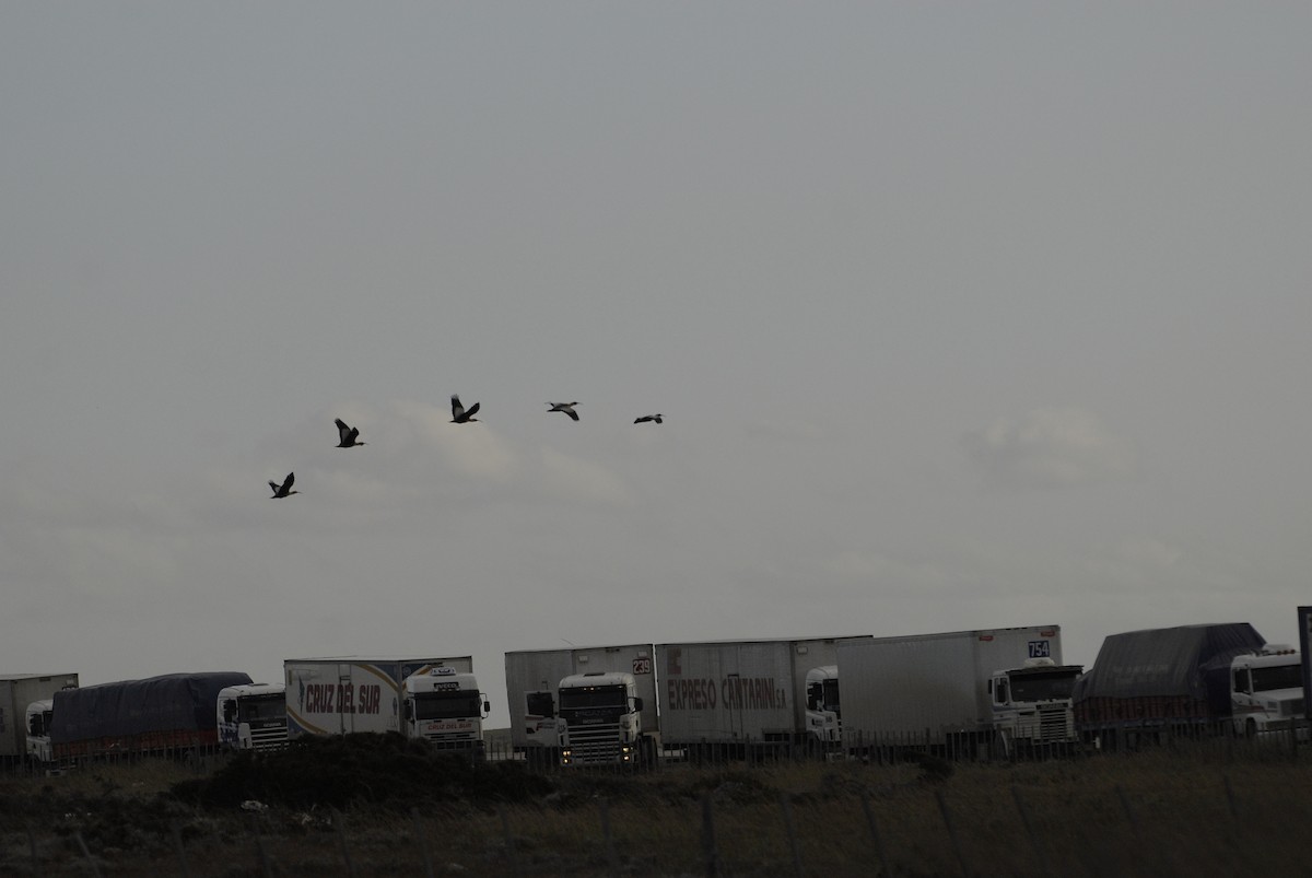 Black-faced Ibis - ML630866525
