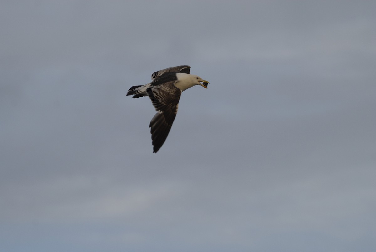 Kelp Gull - ML630866548