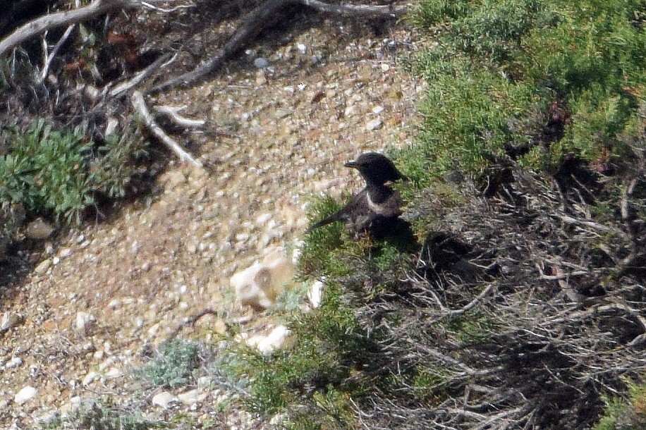 Ring Ouzel - ML630866835