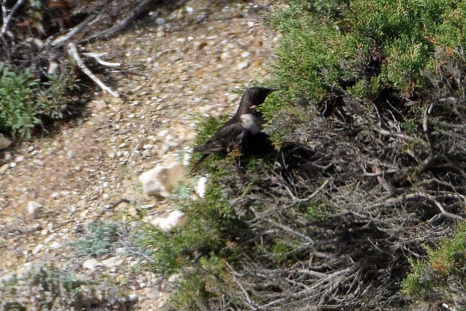 Ring Ouzel - ML630866836