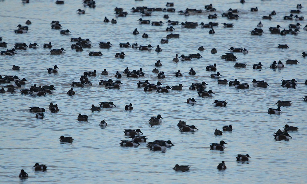 Northern Shoveler - ML630866871