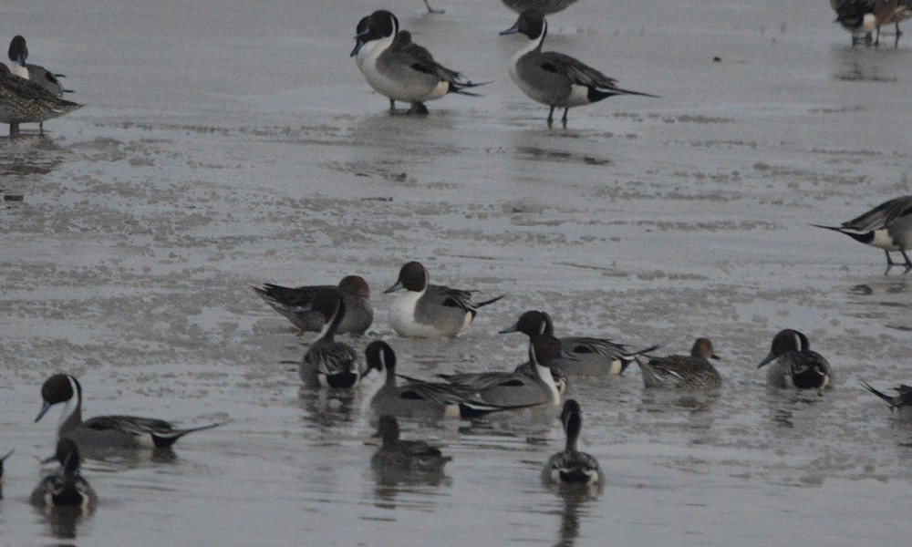 Northern Pintail - ML630866884