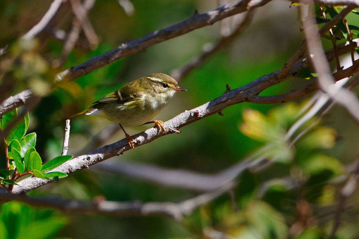 Борлог дууч шувуу - ML630866908