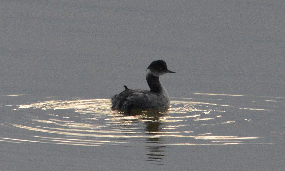Eared Grebe - ML630866914