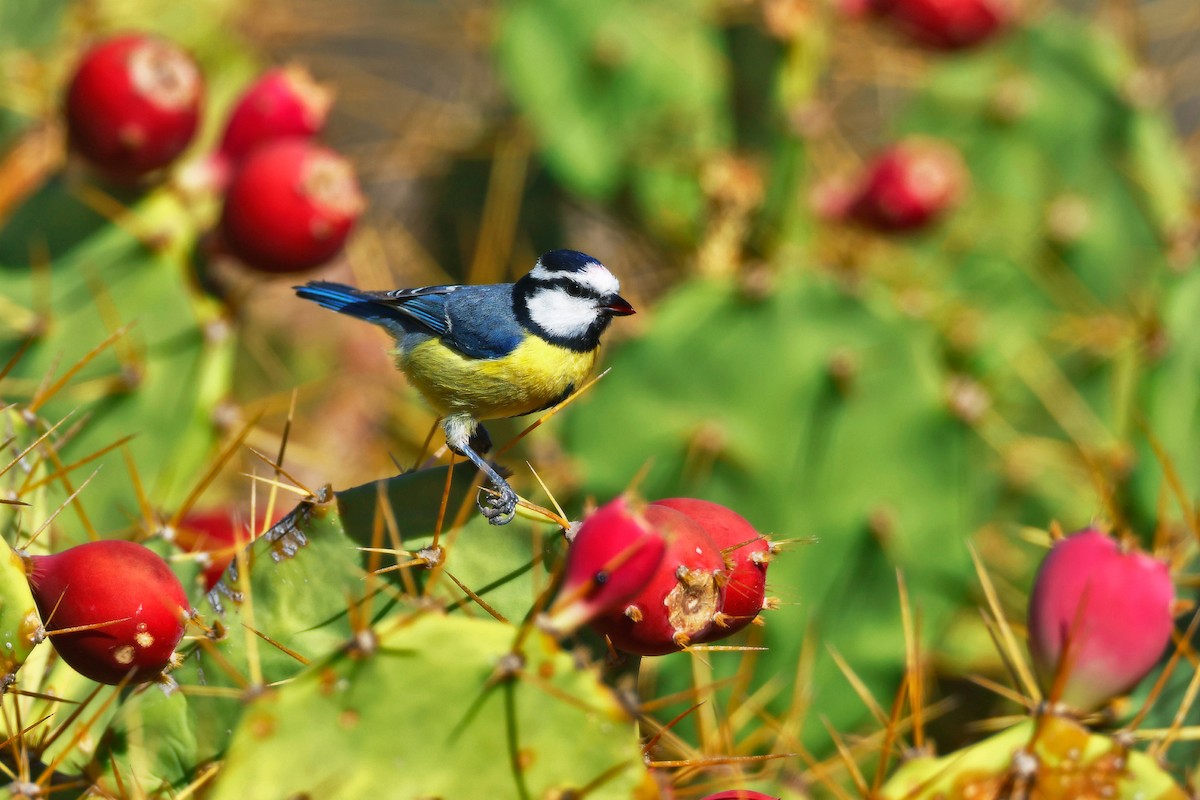 African Blue Tit - ML630866959