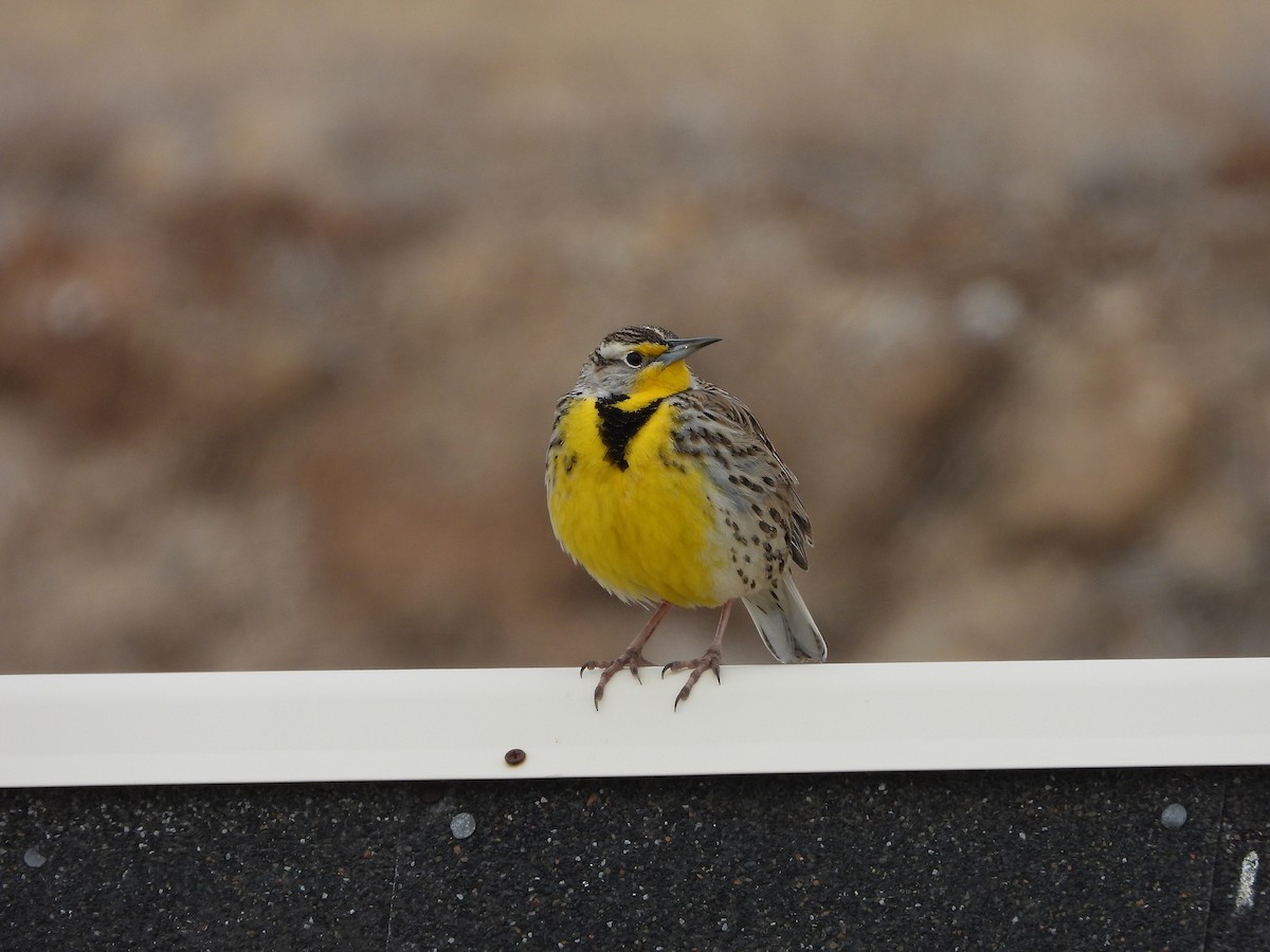 Western Meadowlark - ML630867464