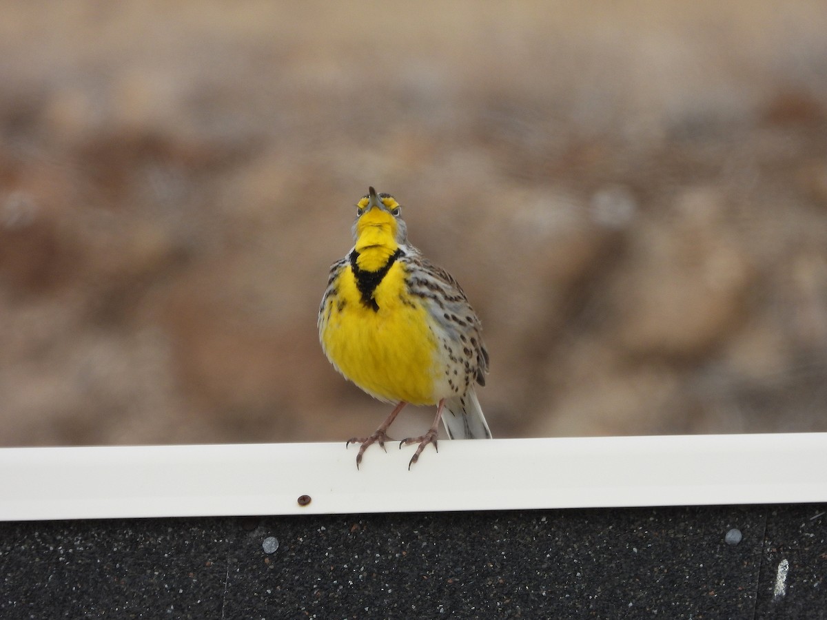 Western Meadowlark - ML630867467