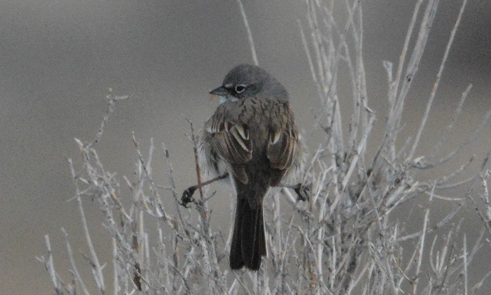 Sagebrush Sparrow - ML630867642