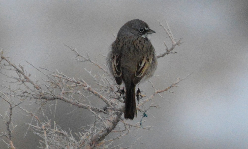 Sagebrush Sparrow - ML630867643
