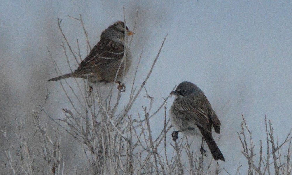 Sagebrush Sparrow - ML630867644