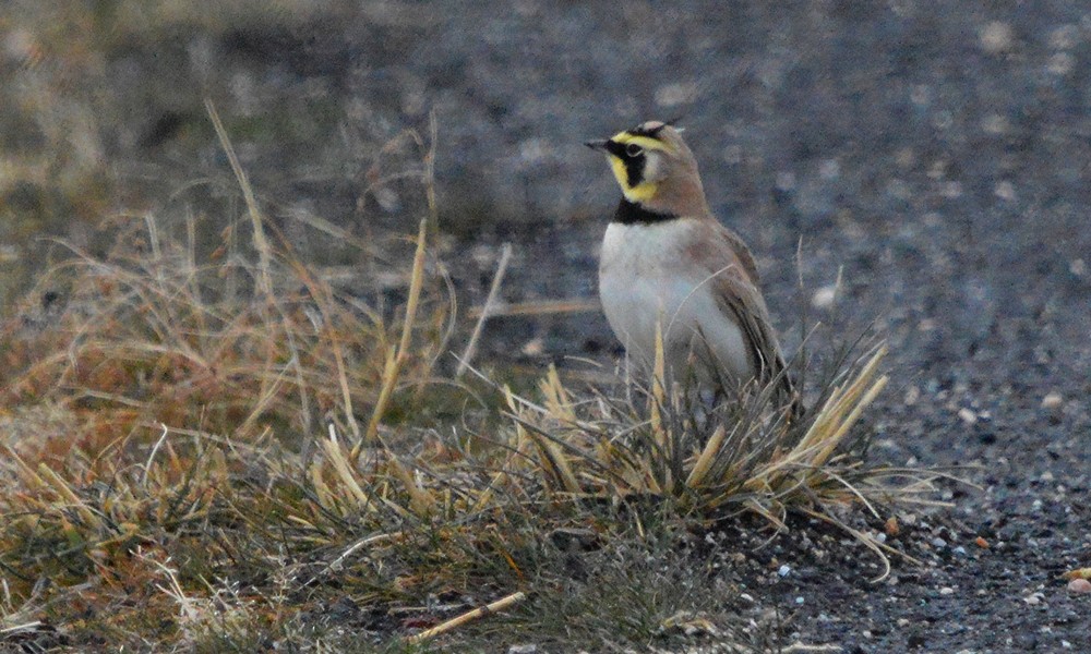 Horned Lark - ML630867999
