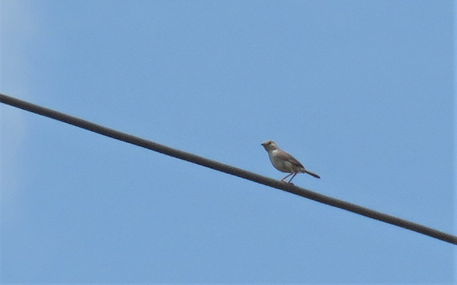 Rufous Cisticola - ML630868059