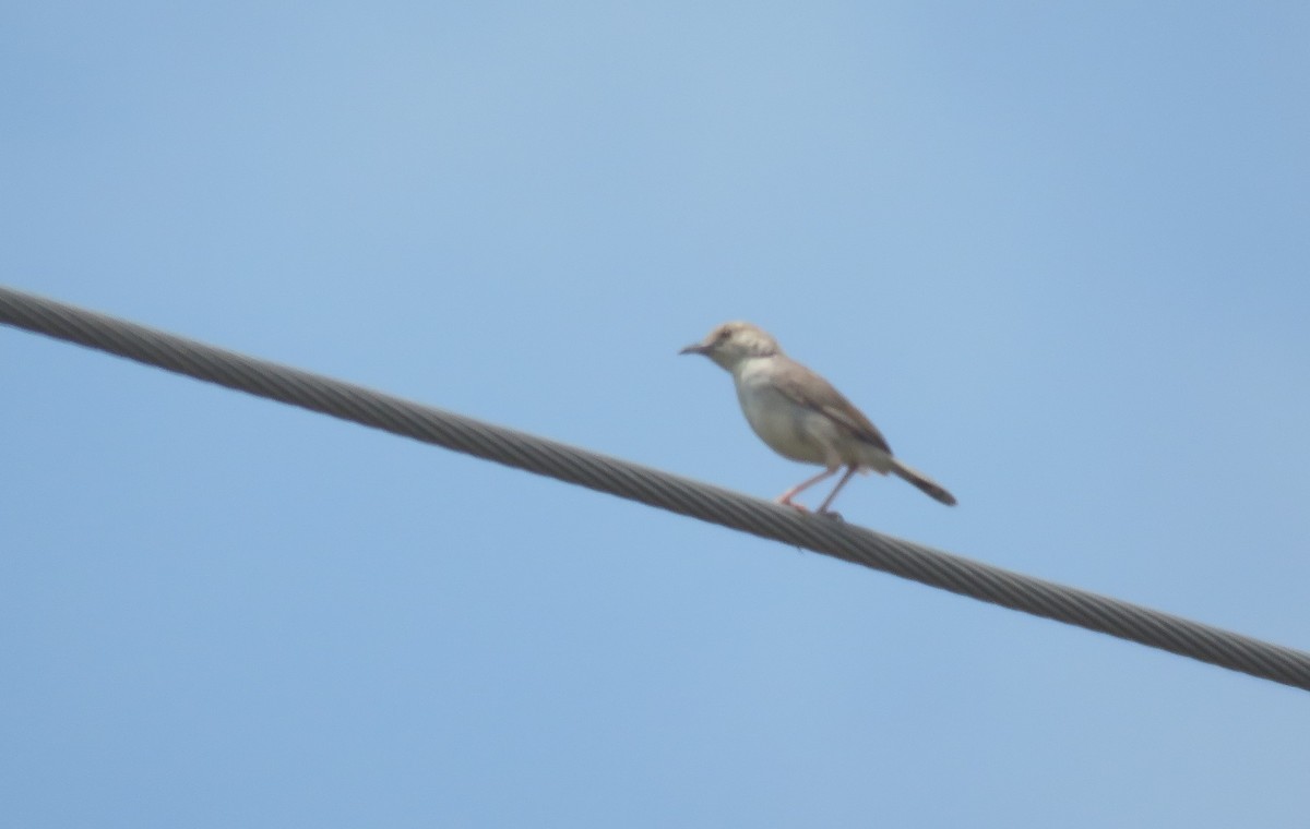 Rufous Cisticola - ML630868060