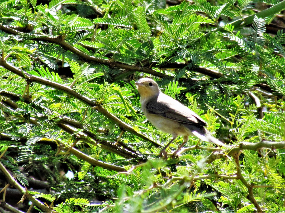 Eastern Olivaceous Warbler - ML630868377