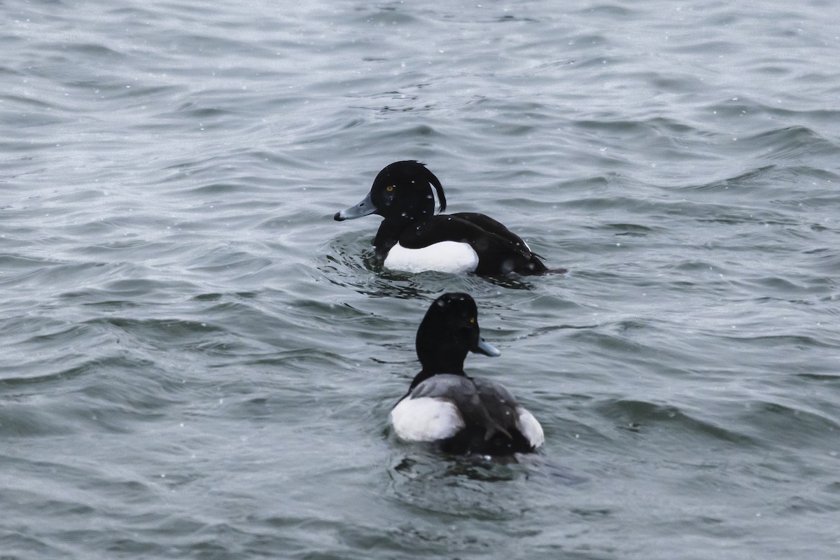 Tufted Duck - ML630868423