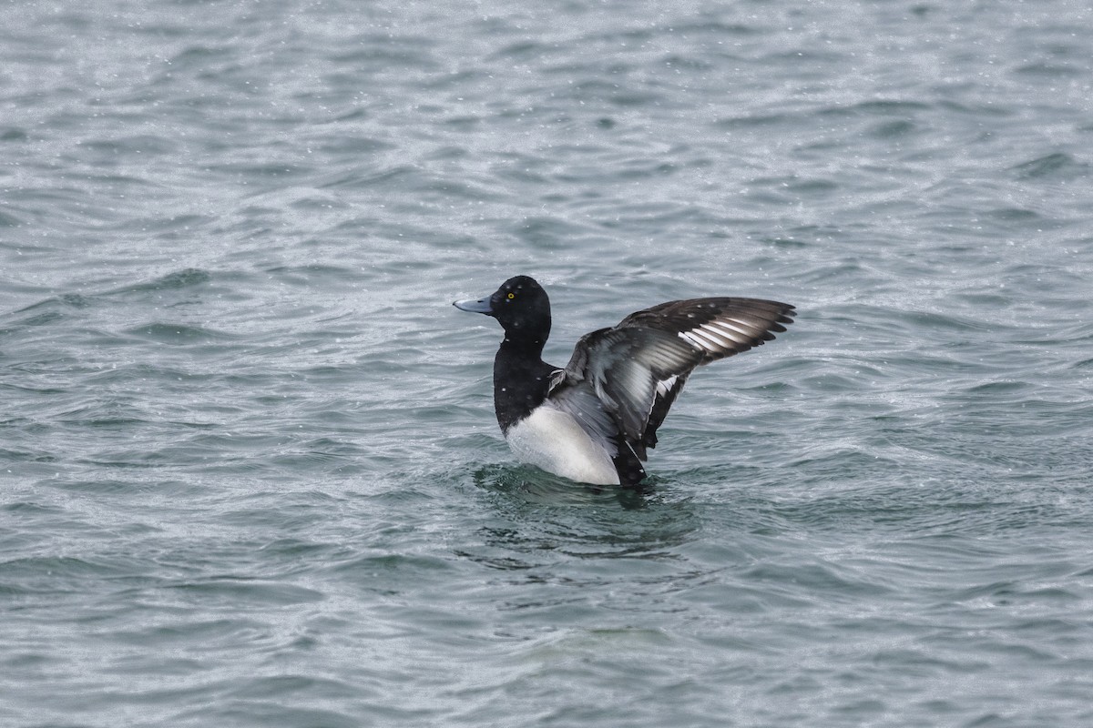 Greater Scaup - ML630868431