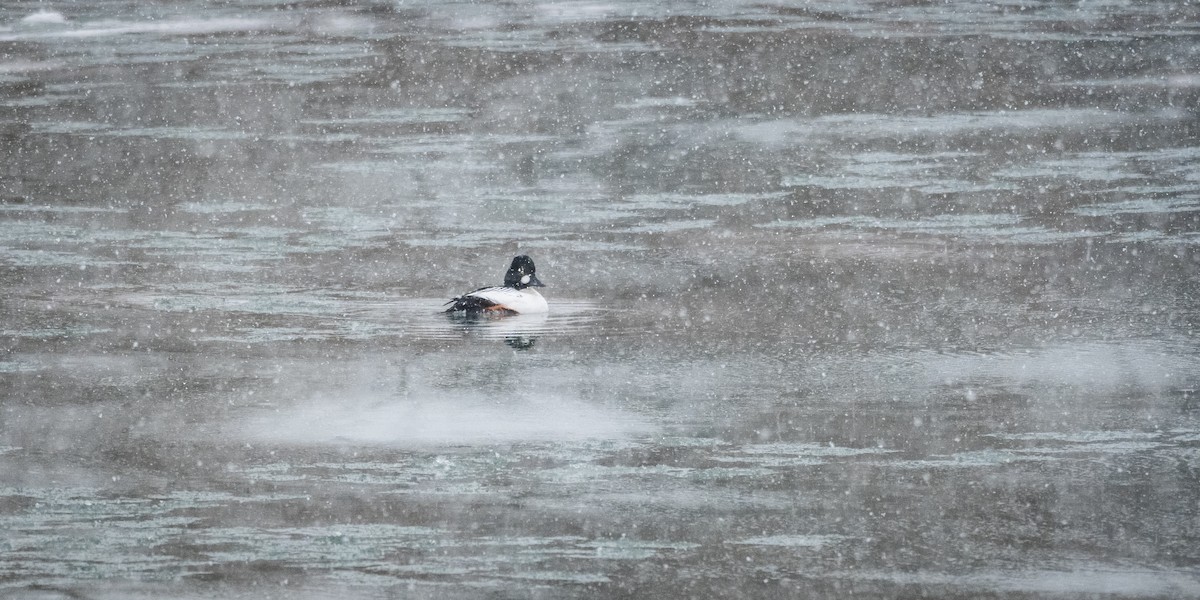 Common Goldeneye - ML630868448